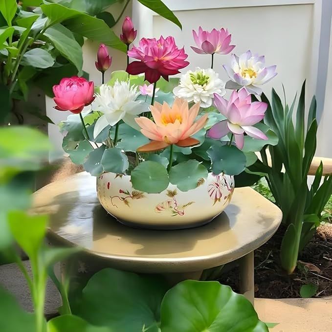 Bonsai Lotus Flower Seeds