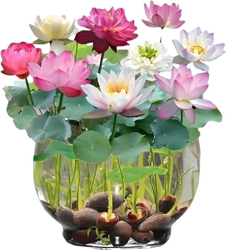 Bonsai Lotus Flower Seeds