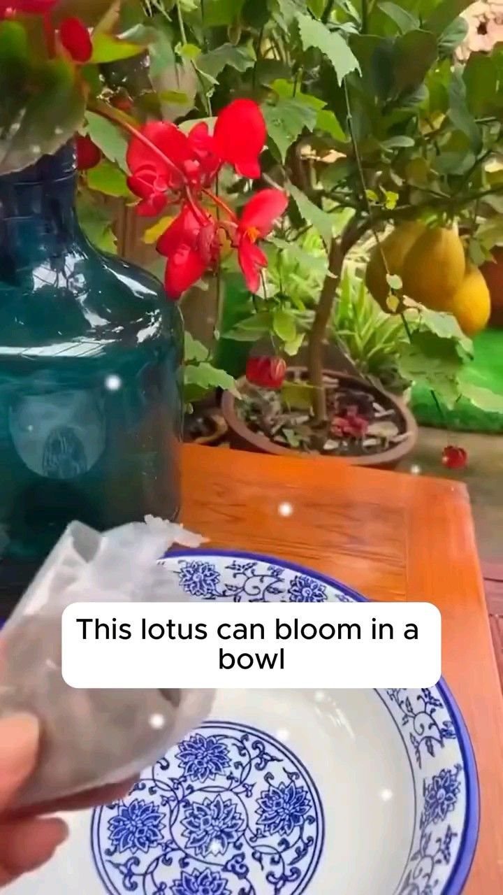 Bonsai Lotus Flower Seeds